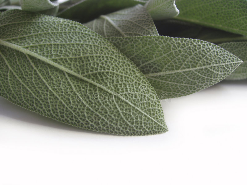 Detail Gambar Daun Sage Nomer 49