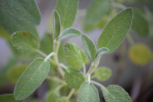 Detail Gambar Daun Sage Nomer 50