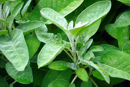 Detail Gambar Daun Sage Nomer 51