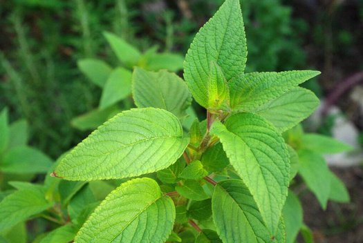 Detail Gambar Daun Sage Nomer 52