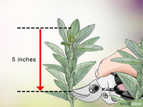 Detail Gambar Daun Sage Nomer 53