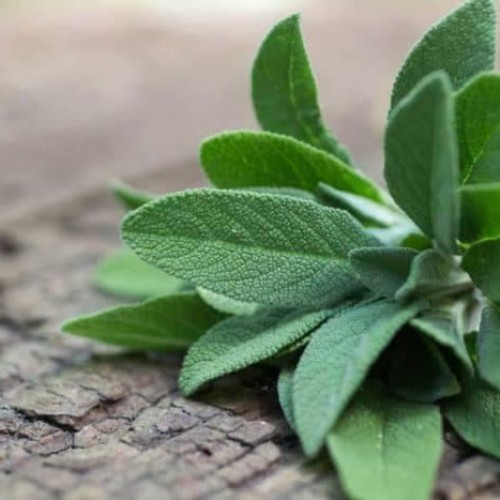 Detail Gambar Daun Sage Nomer 7