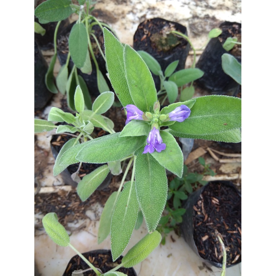 Detail Gambar Daun Sage Nomer 8
