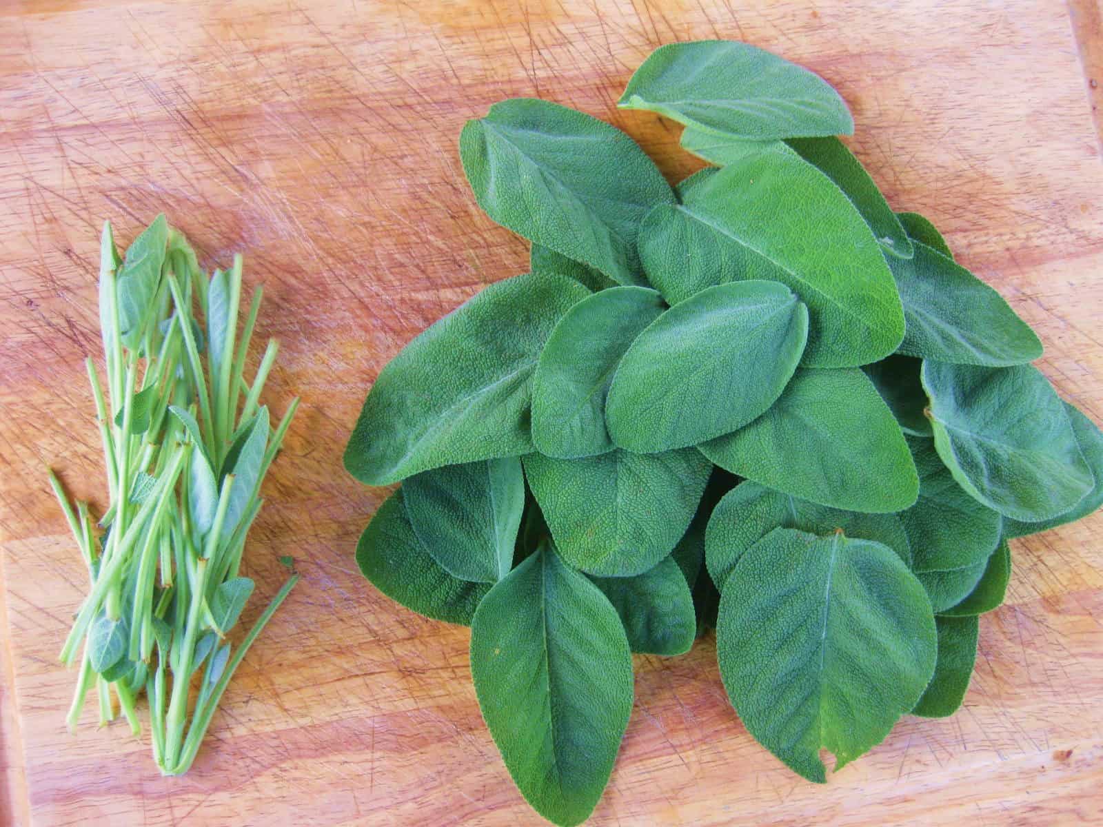 Detail Gambar Daun Sage Nomer 9