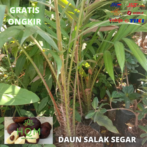 Detail Gambar Daun Salak Nomer 12