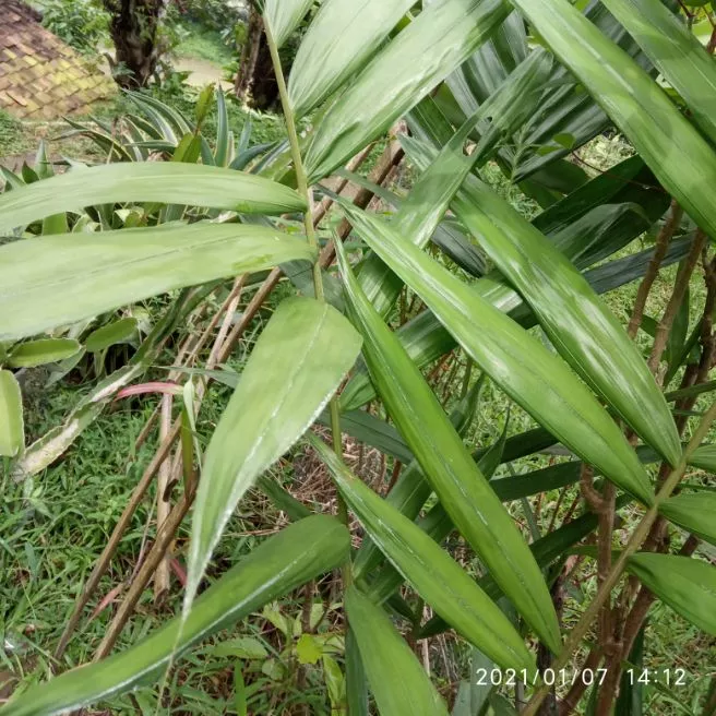 Detail Gambar Daun Salak Nomer 16