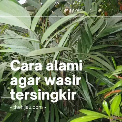 Detail Gambar Daun Salak Nomer 32