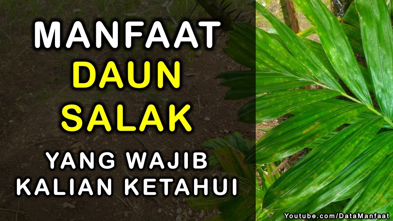 Detail Gambar Daun Salak Nomer 40