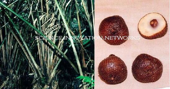 Detail Gambar Daun Salak Nomer 46