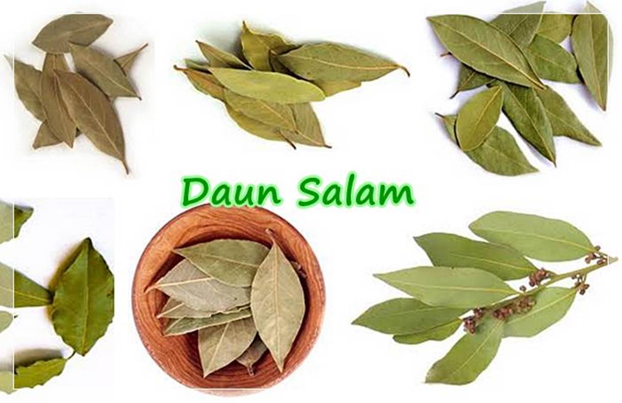 Detail Gambar Daun Salam Nomer 18