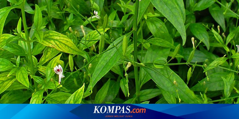 Detail Gambar Daun Sambiloto Nomer 12