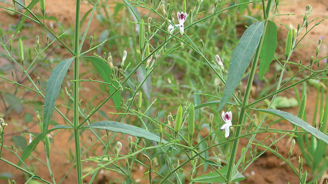 Detail Gambar Daun Sambiloto Nomer 15