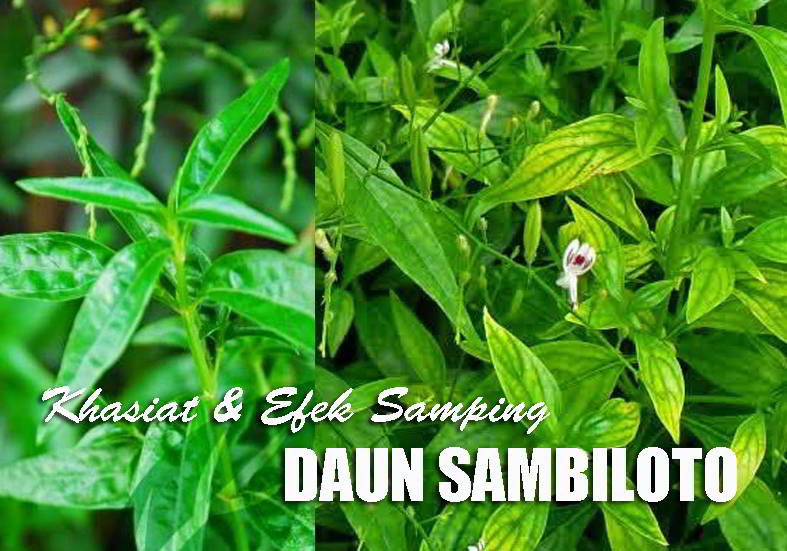 Detail Gambar Daun Sambiloto Nomer 24