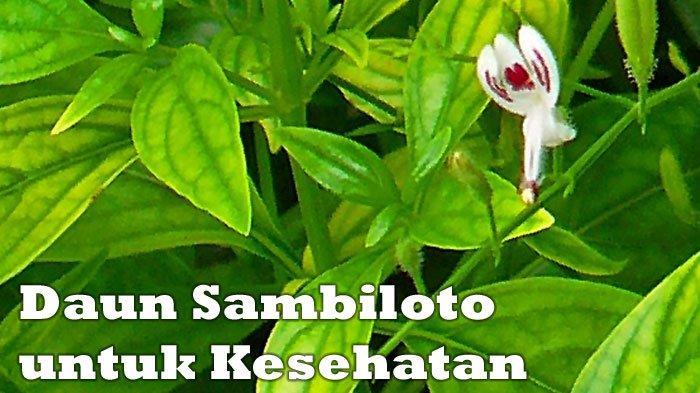 Detail Gambar Daun Sambiloto Nomer 30