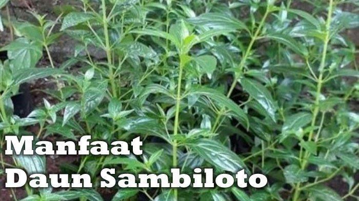 Detail Gambar Daun Sambiloto Nomer 35