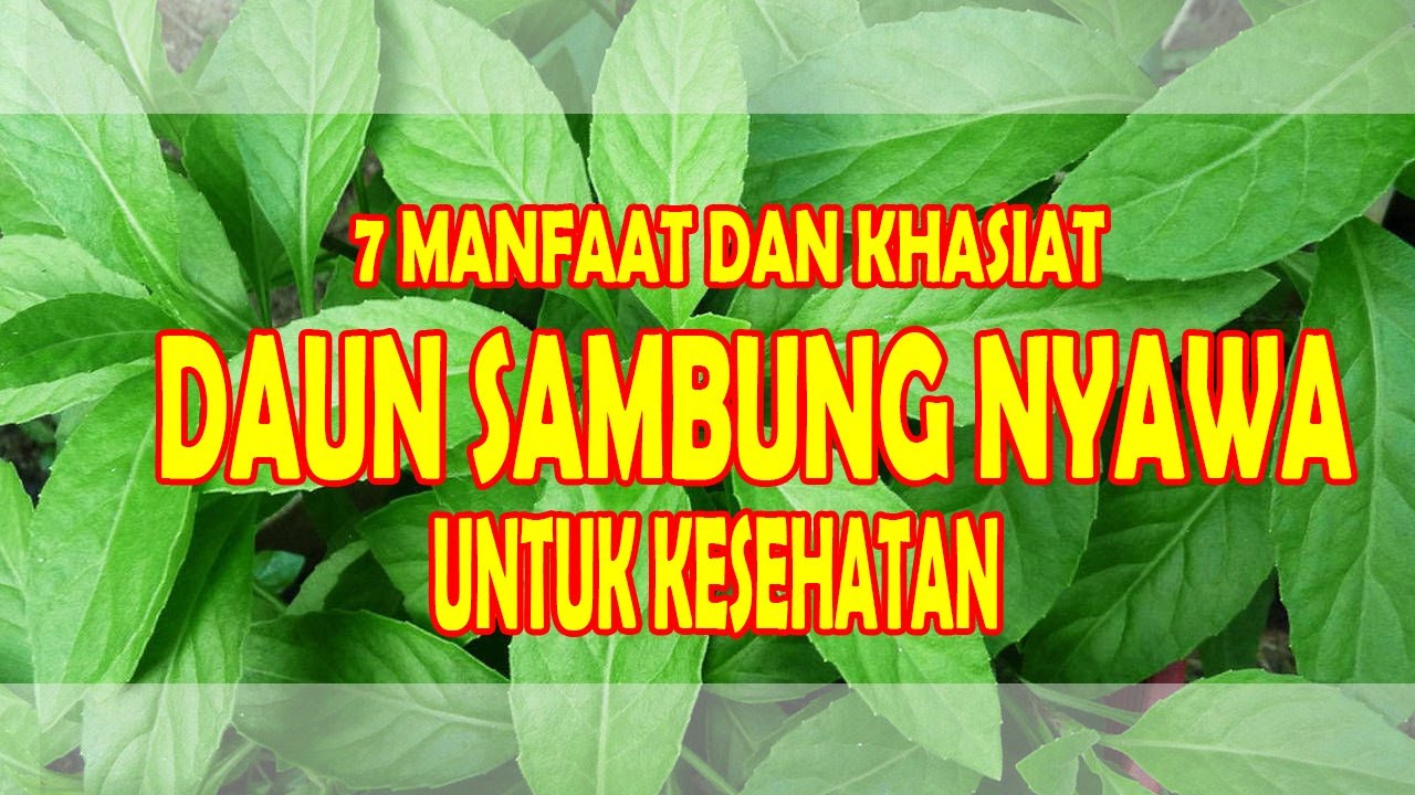 Detail Gambar Daun Sambung Nyawa Nomer 18