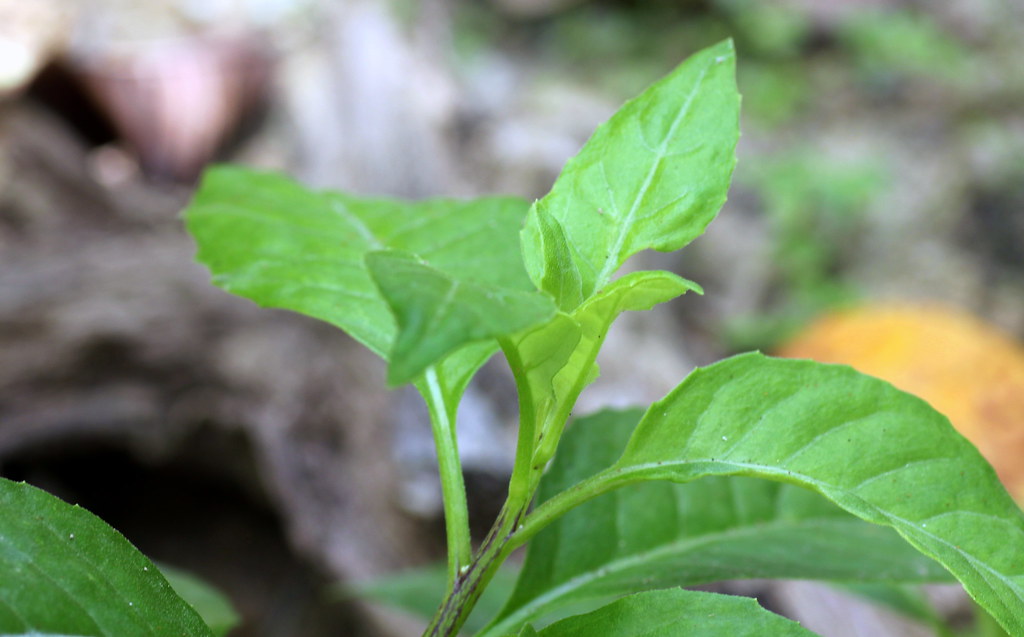 Detail Gambar Daun Sambung Nyawa Nomer 33