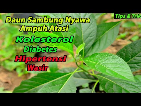 Detail Gambar Daun Sambunmg Nyawa Nomer 30