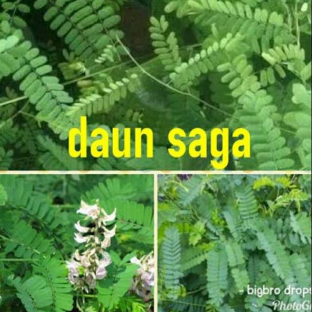 Detail Gambar Daun Sariawan Nomer 18