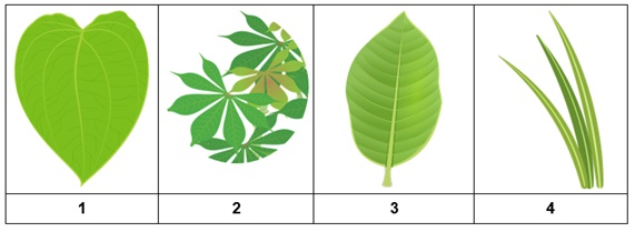 Detail Gambar Daun Sejajar Nomer 15