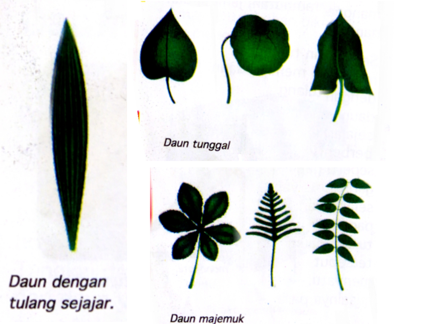 Detail Gambar Daun Sejajar Nomer 47