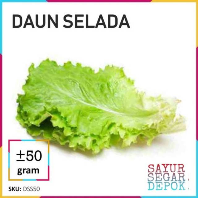 Detail Gambar Daun Selada Nomer 10