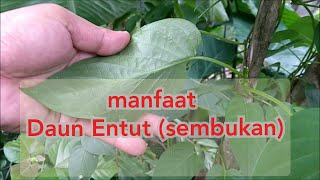 Detail Gambar Daun Sembukan Nomer 22