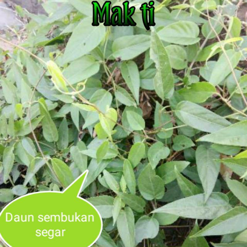 Detail Gambar Daun Sembukan Nomer 30