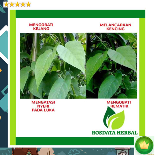 Detail Gambar Daun Sembukan Nomer 34