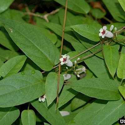 Detail Gambar Daun Sembukan Nomer 40