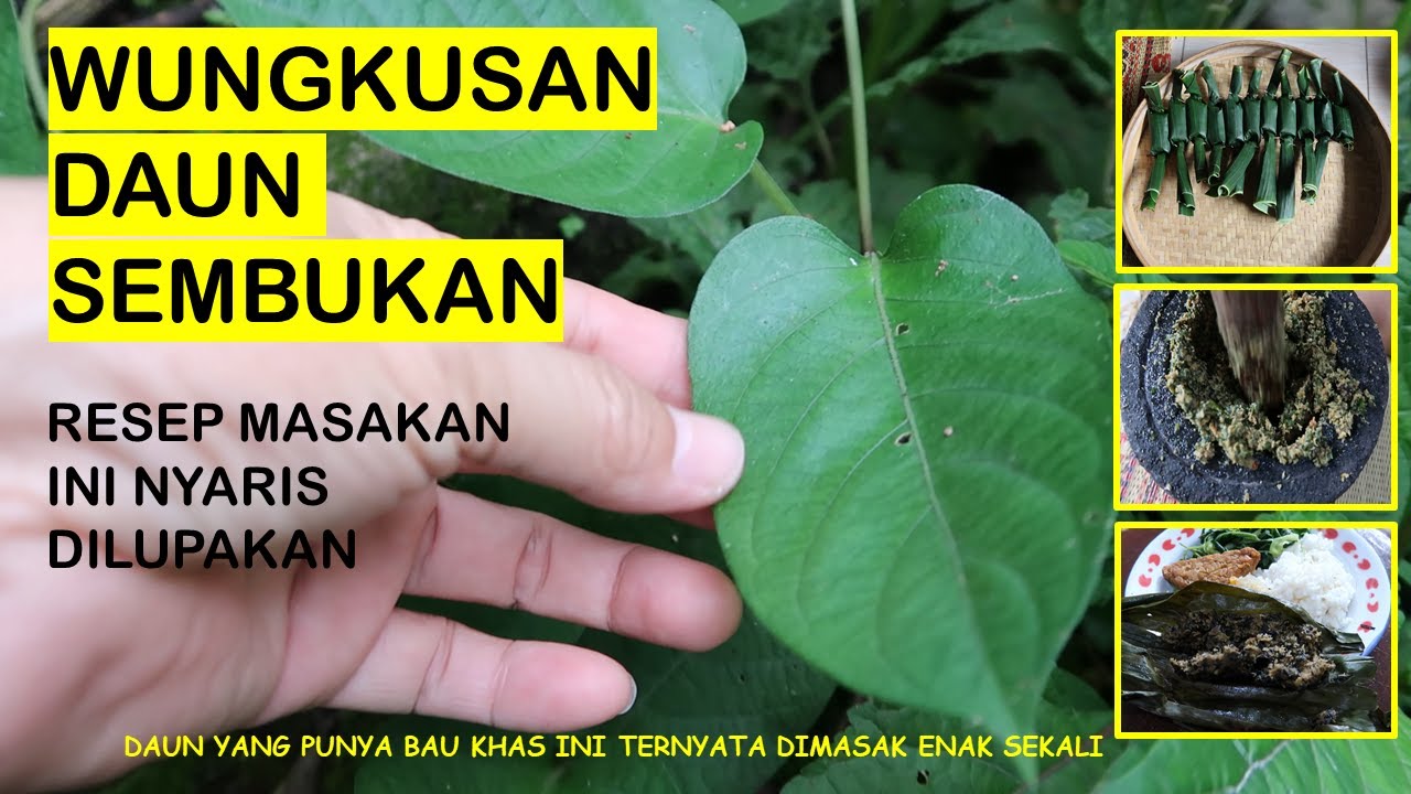 Detail Gambar Daun Sembukan Nomer 41