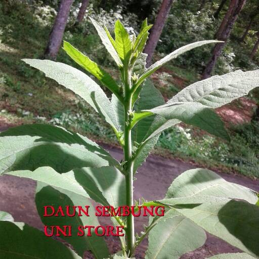 Detail Gambar Daun Sembung Nomer 15