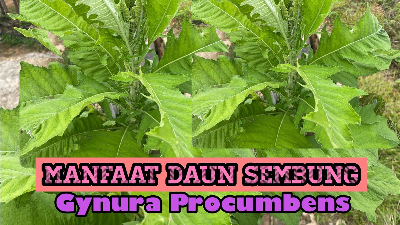 Detail Gambar Daun Sembung Nomer 52