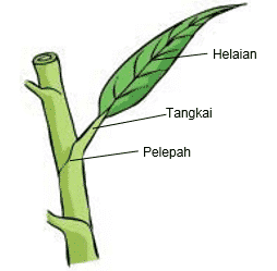 Detail Gambar Daun Sempurna Nomer 8