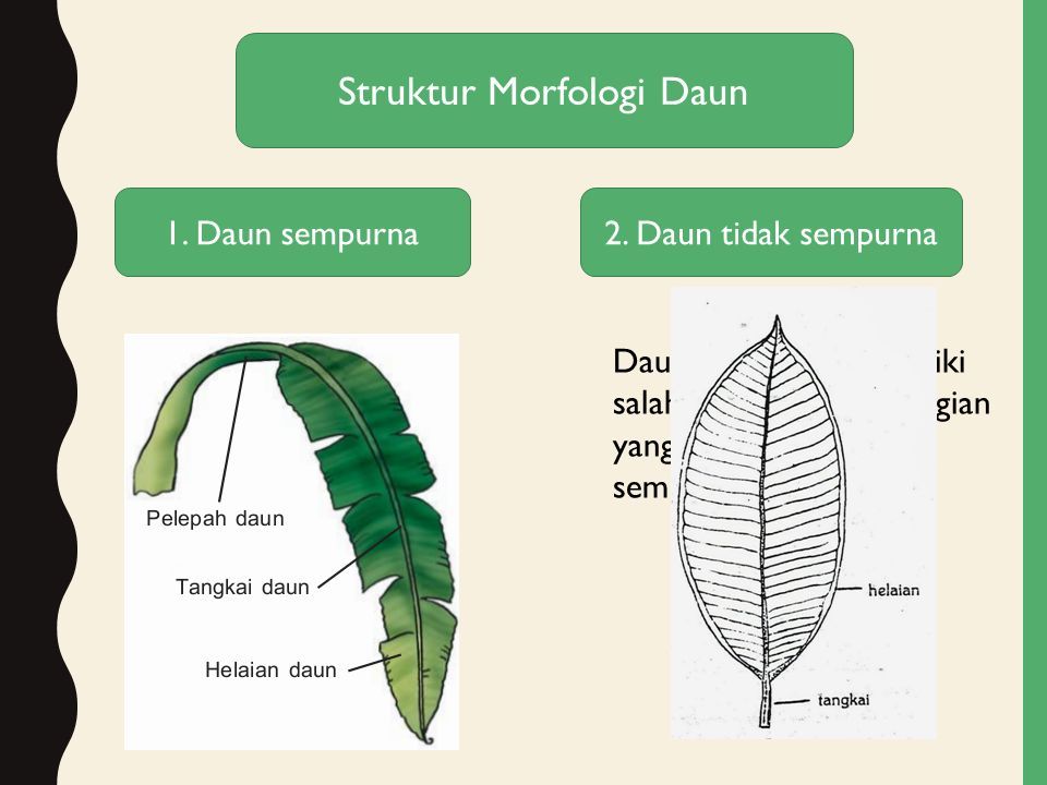 Detail Gambar Daun Sempurna Nomer 7