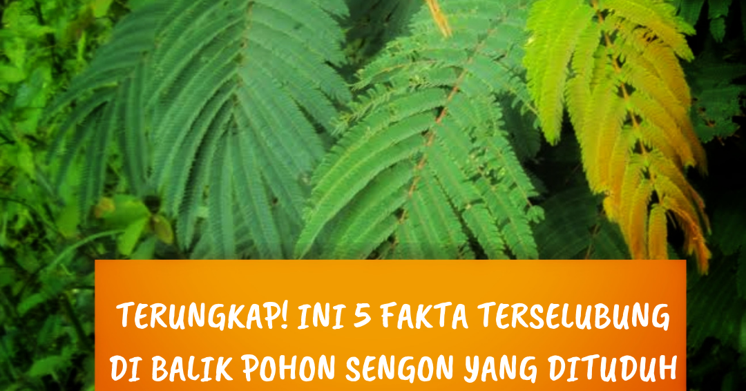 Detail Gambar Daun Sengon Nomer 15