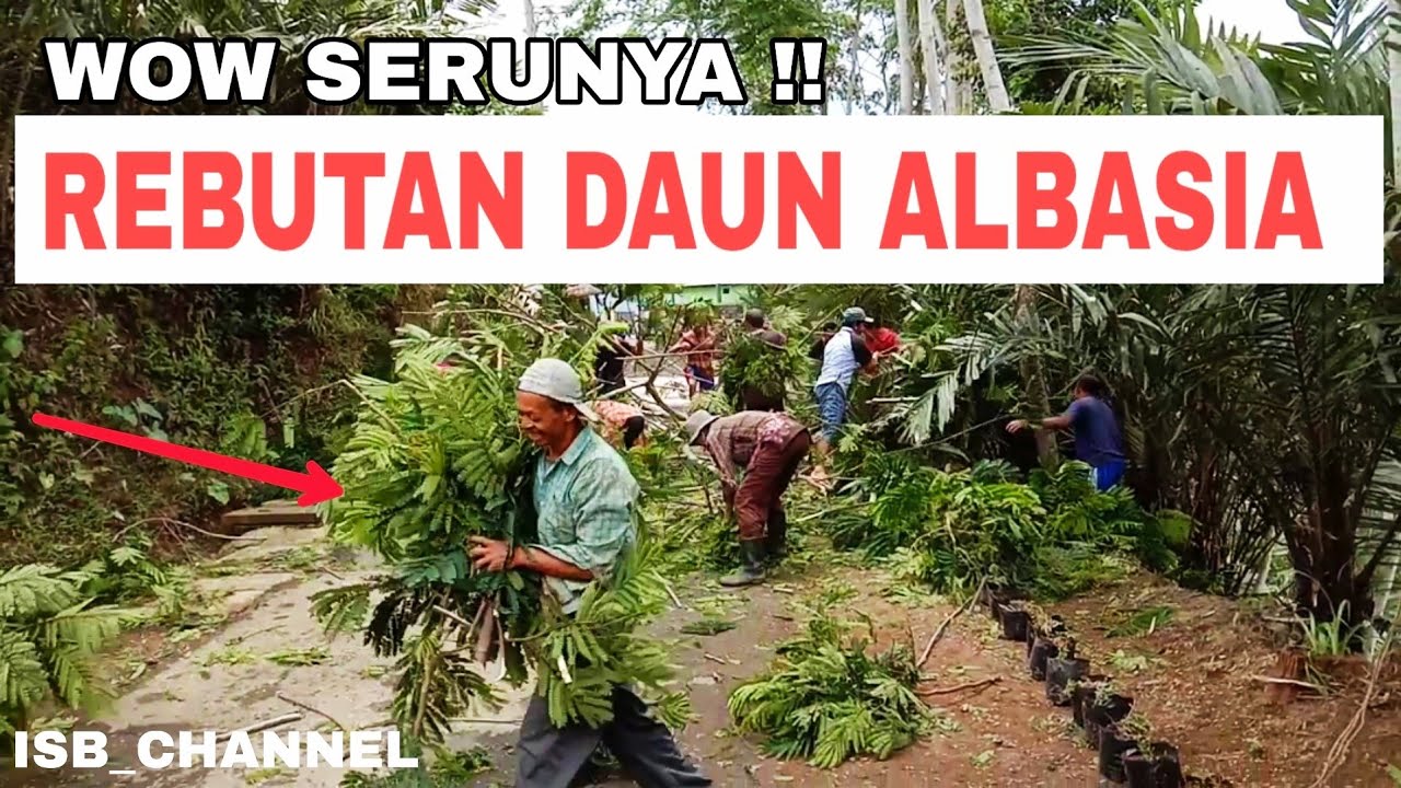 Detail Gambar Daun Sengon Nomer 30