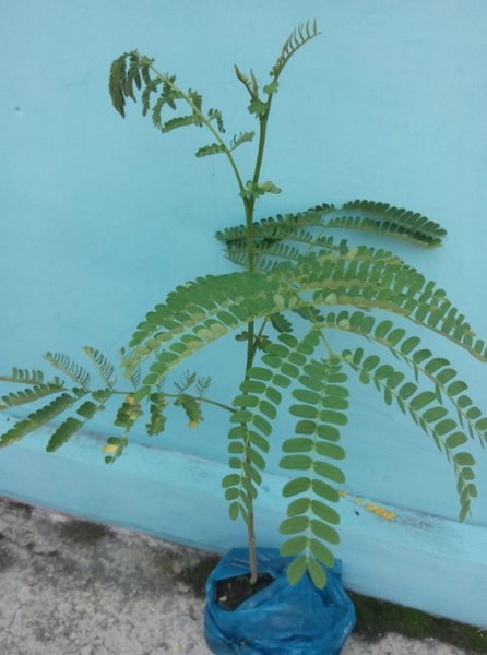 Detail Gambar Daun Sengon Nomer 9