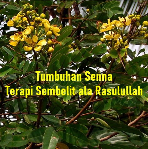 Detail Gambar Daun Senna Nomer 11