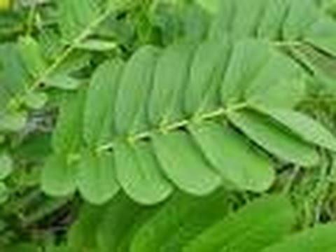 Detail Gambar Daun Senna Nomer 22