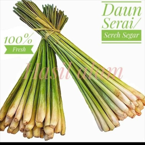 Detail Gambar Daun Sereh Nomer 19