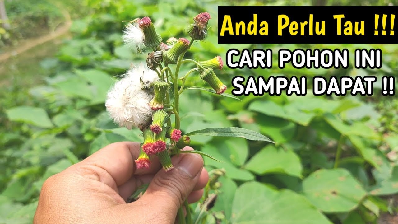 Detail Gambar Daun Sintrong Nomer 12