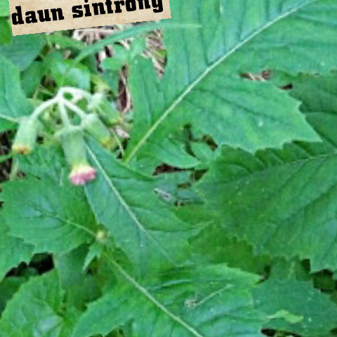 Detail Gambar Daun Sintrong Nomer 32