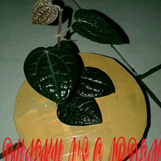 Detail Gambar Daun Sirih Hitam Asli Nomer 9