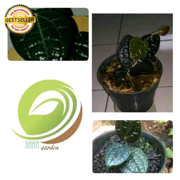 Detail Gambar Daun Sirih Hitam Asli Nomer 15