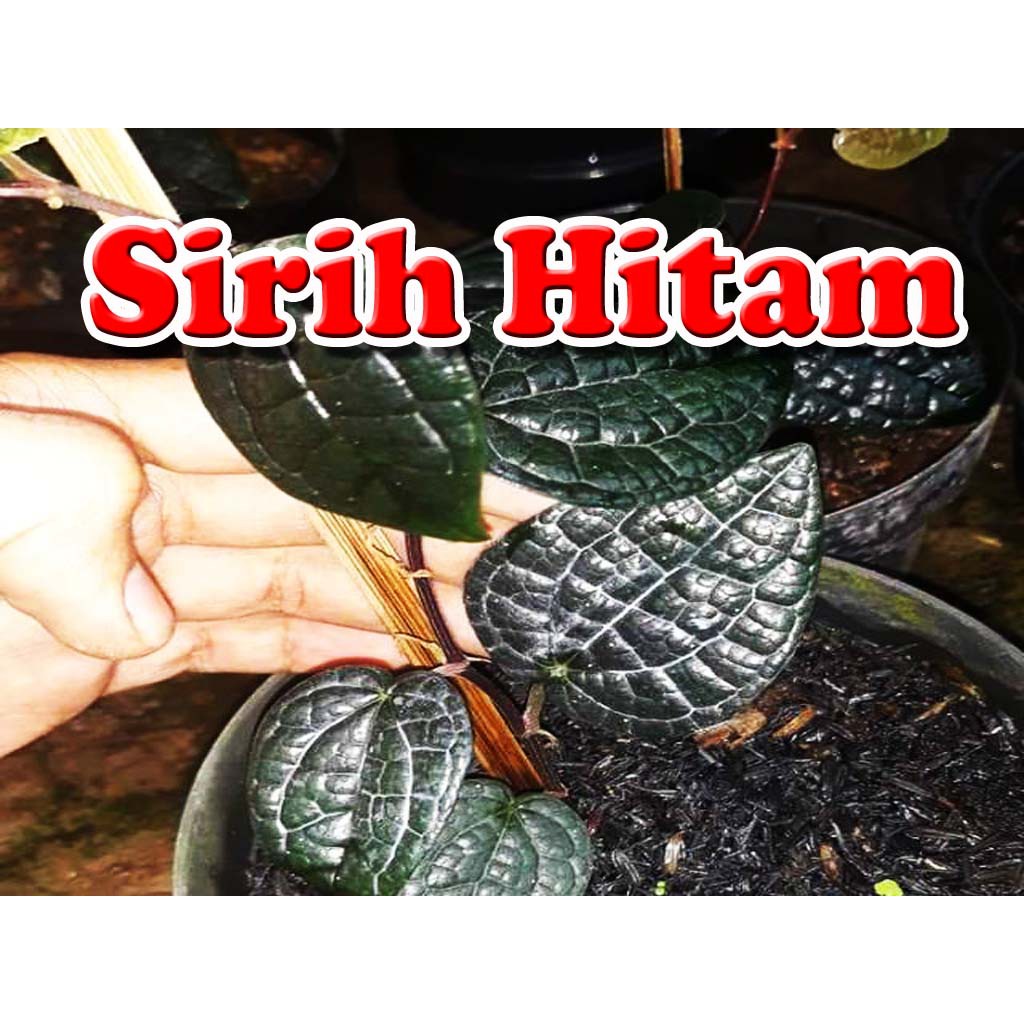 Detail Gambar Daun Sirih Hitam Asli Nomer 17