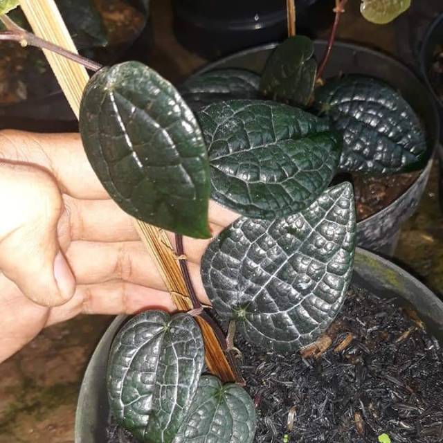 Detail Gambar Daun Sirih Hitam Asli Nomer 4