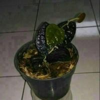 Detail Gambar Daun Sirih Hitam Asli Nomer 39