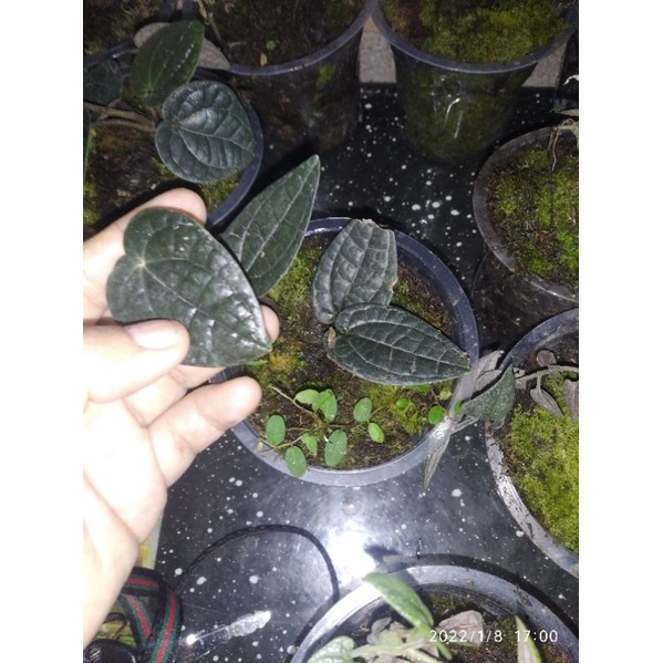 Detail Gambar Daun Sirih Hitam Asli Nomer 43