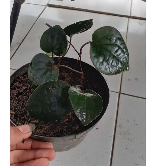 Detail Gambar Daun Sirih Hitam Asli Nomer 44